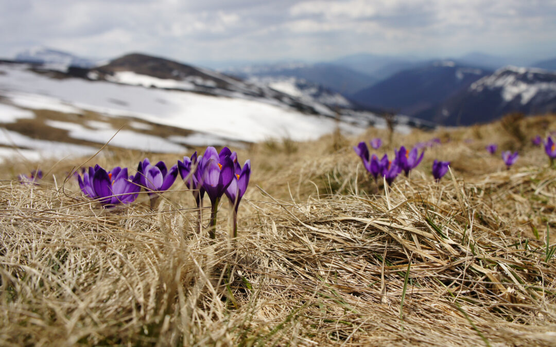 Selley Gorup Real Estate Blog Spring is in the Air