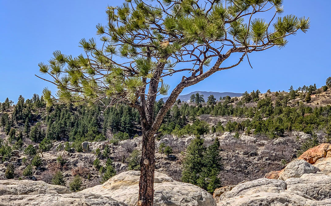 the-lone-tree
